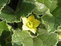 Cornichon d'ane, Concombre a ressort, Ecballium elaterium (fam Cucurbitacees) (rg Mediterraneennes) (3) (Photo F. Mrugala)